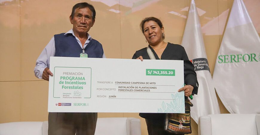 Serfor instalará  plantones forestales de pino Perú