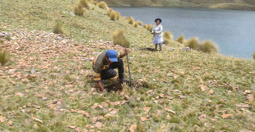 Instalan 3000 plantones de pino en la laguna Luricocha para conservar recursos hídricos Ayacucho Perú
