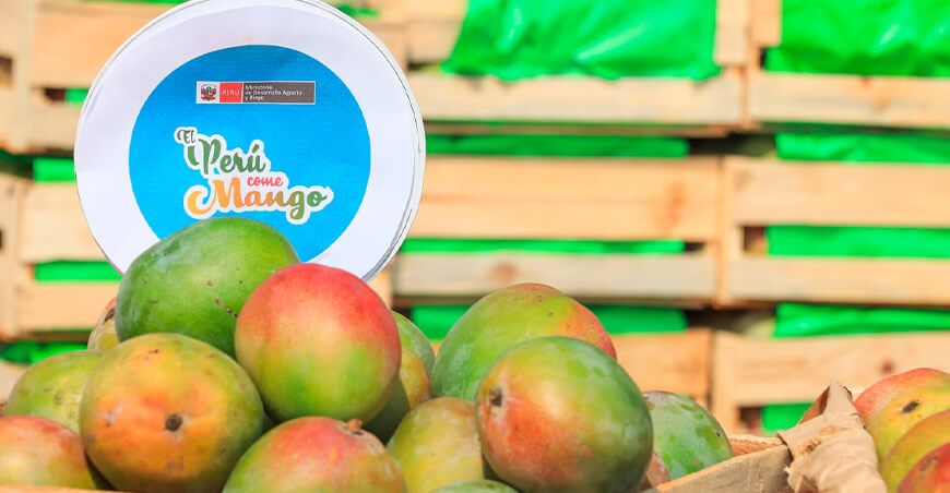 Agromercado Midagri apoya comercialización de mango Kent de Lambayeque Perú