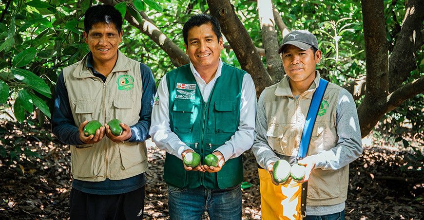 Midagri planes de negocio productores palta Perú