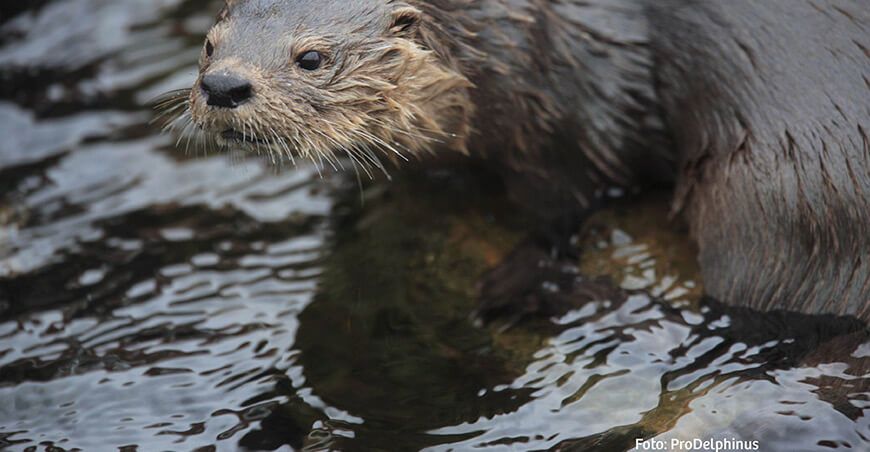 nutria marina se encuentran en PELIGRO DE EXTINCIÓN Serfor Perú