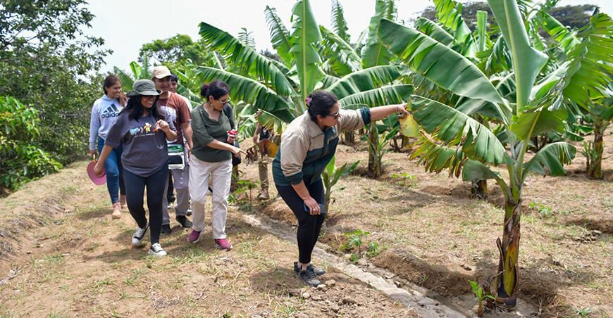 Productores de Laredo cosecharán banano Valery en La Libertad Perú