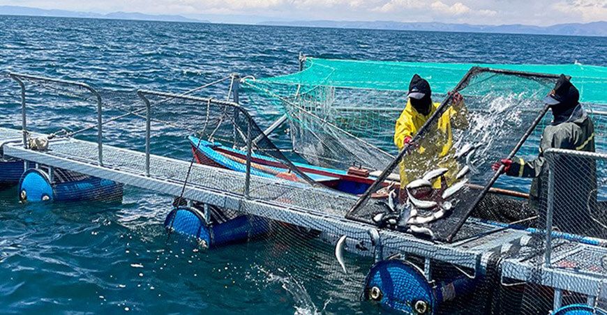 Perú se declara libre de cuatro enfermedades en trucha arcoíris