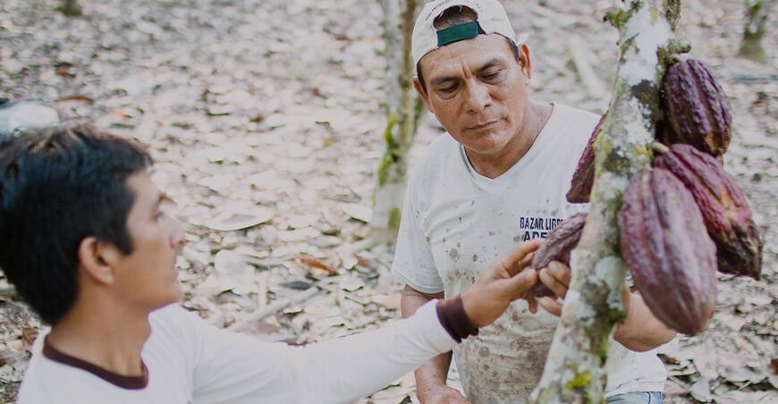 Perú productores cultivo de cacao peruano