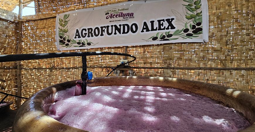 Presenta innovador sistema de procesamiento de aireación aceitunas Agrofundo Alex Tacna Perú