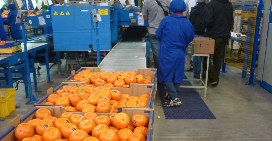 Perú exportación mandarina peruana
