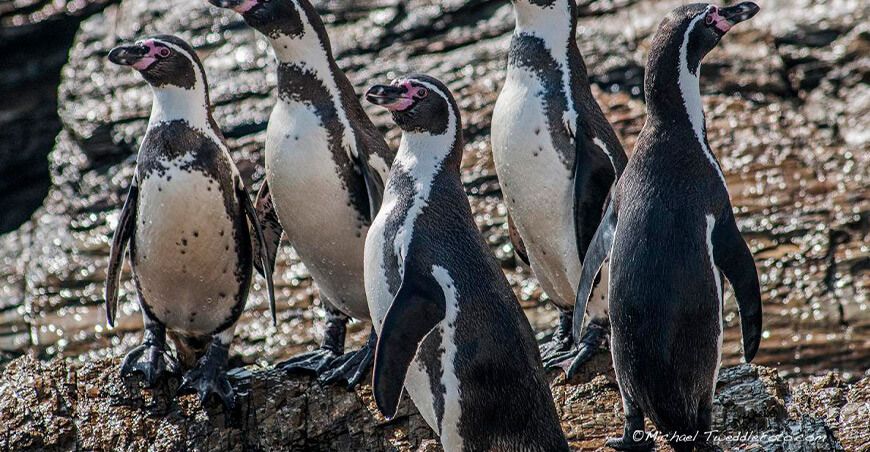 Pingüino de Humboldt en PELIGRO DE EXTINCIÓN Serfor