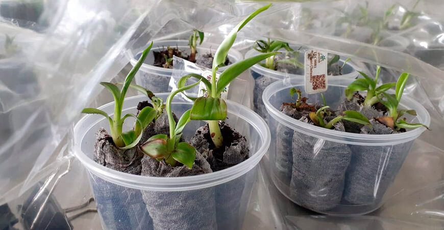 plantines de plátano