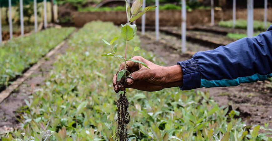 plantones de eucalipto reforestación Cajamarca Perú