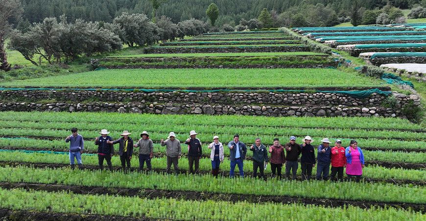 plantones forestales pino reforestar Cajamarca Perú