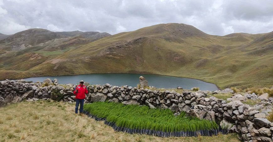 Instalan 3000 plantones de pino en la laguna Luricocha para conservar recursos hídricos Ayacucho Perú