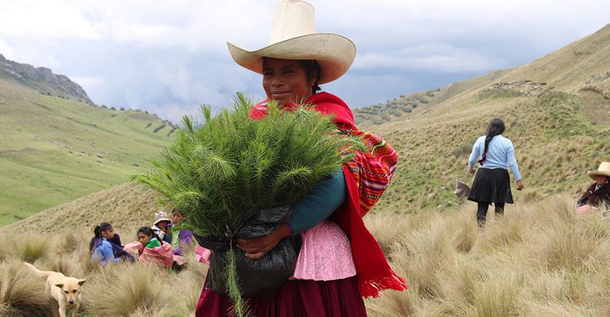plantones de pino fueron instalados en el caserío de Llullapuquio reforestación Cajamarca Perú