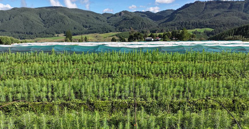 plantones forestales pino reforestar Cajamarca Perú