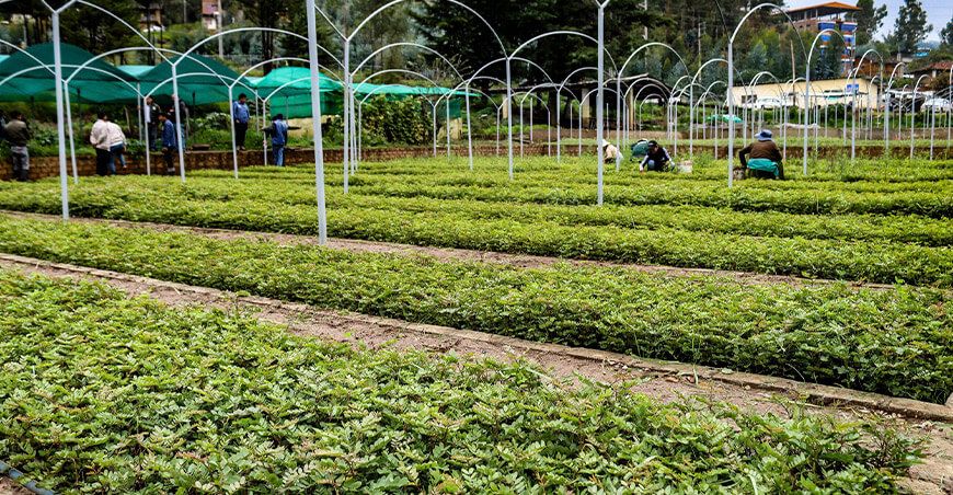 plantones de tara reforestación Cajamarca Perú