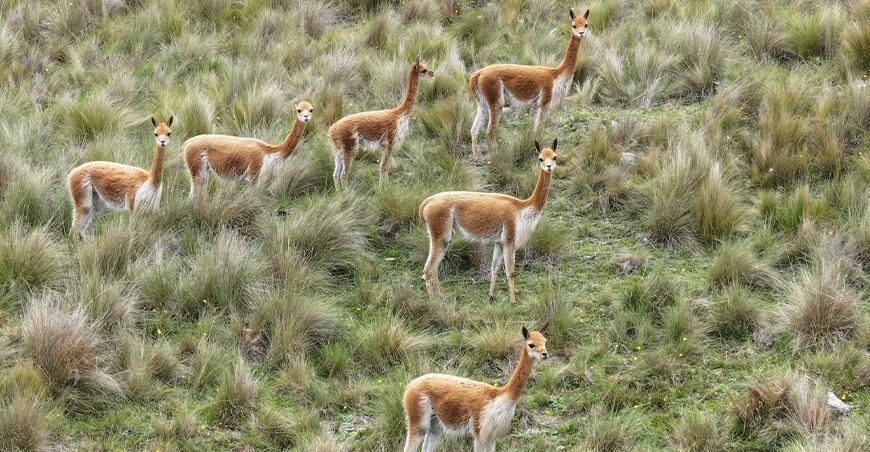Supervisan módulo de repoblamiento de vicuñas en Huaycot Cajamarca Perú