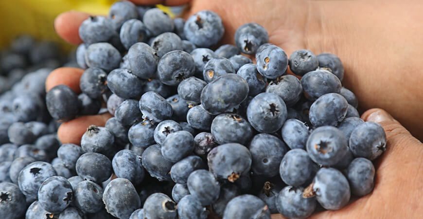 producción de arándanos Perú
