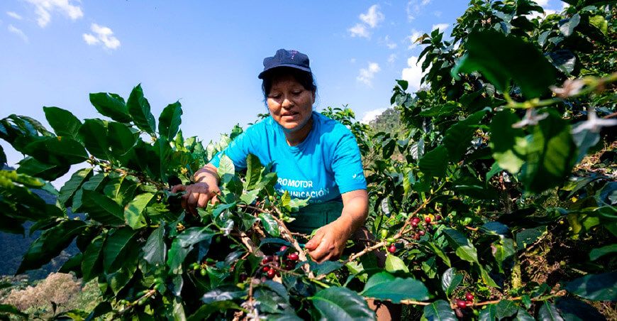 productora de café Perú