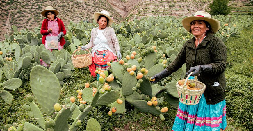 productoras de tunas Perú