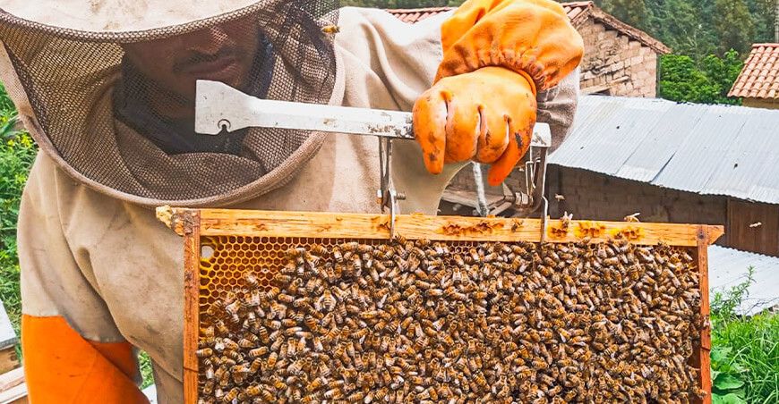 Ayacucho impulsa el fortalecimiento de la apicultura en seis provincias productores apícolas crianza de abejas