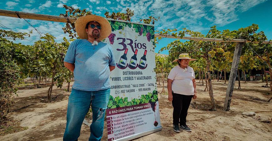 Productores cosecharán por primera vez uva de calidad con abono orgánico Tacna Perú