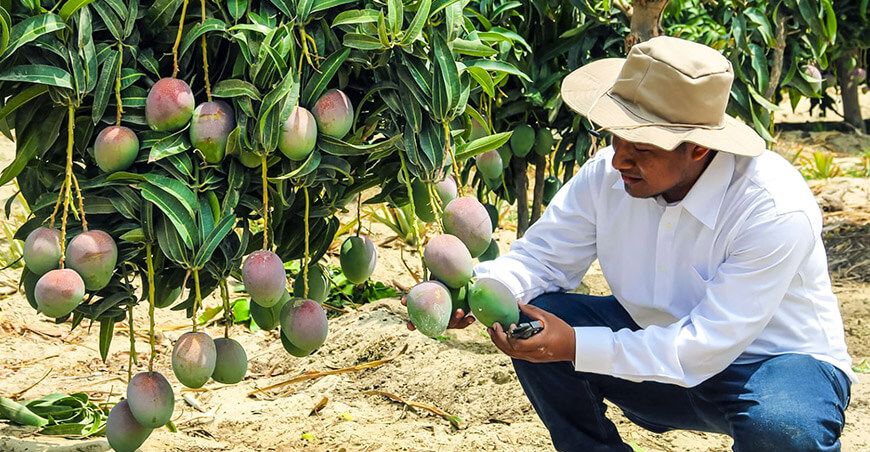 Productores de Lambayeque Perú exportaron mango peruano