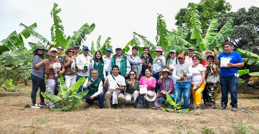 Productores de Laredo cosecharán banano Valery en La Libertad Perú
