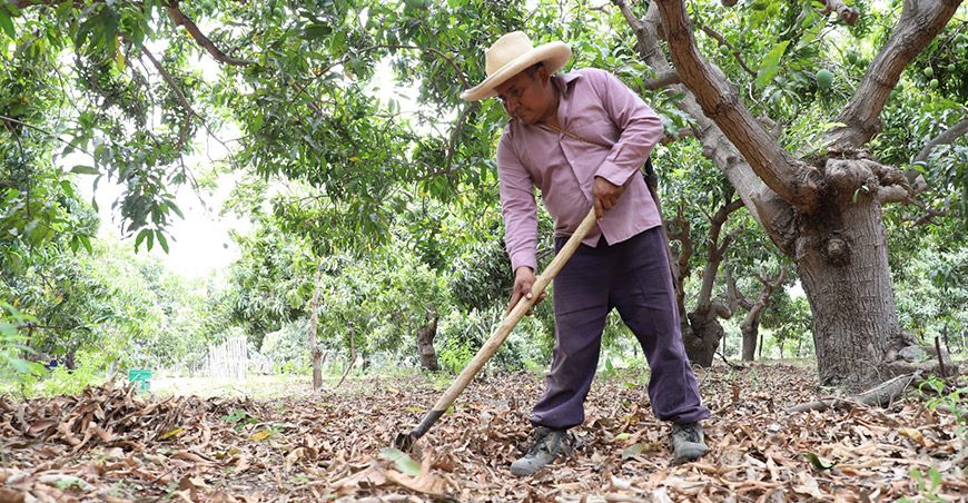 Control de la mosca de la fruta cultivo mango productores de Lambayeque Senasa Perú