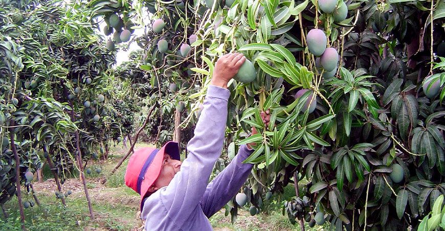 Productores de Lambayeque Perú exportaron mango peruano