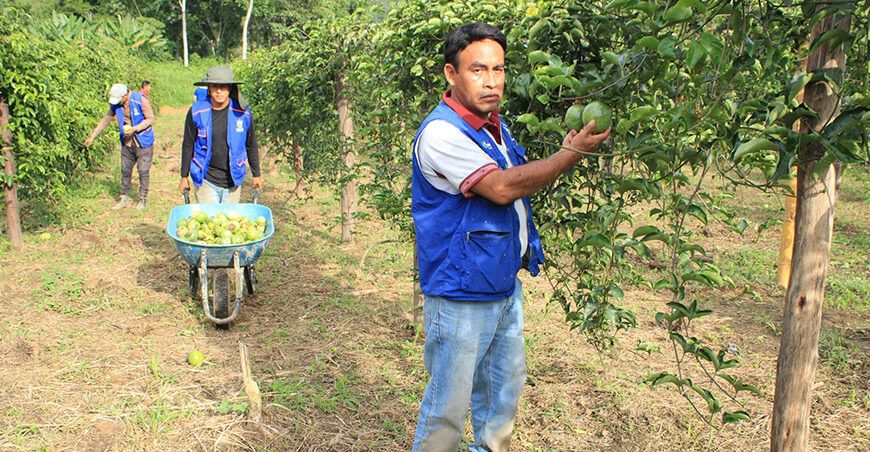Proyecto Frutales Pichari cultivo maracuyá Cusco Perú