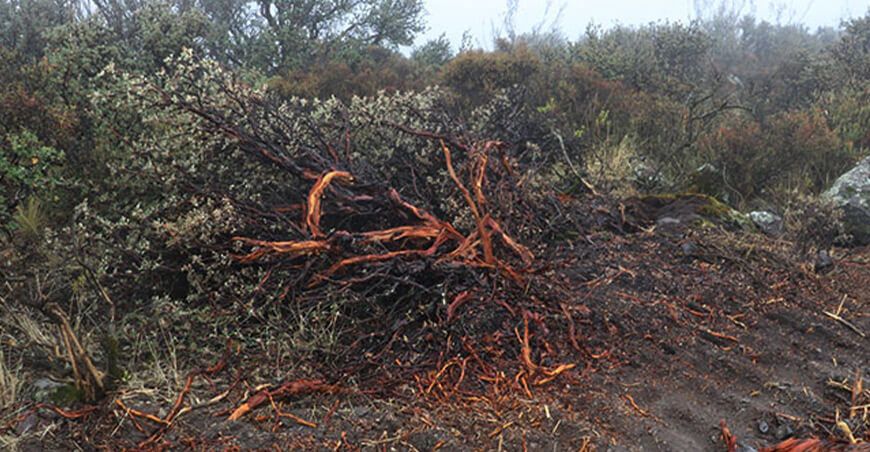 Serfor inicia proceso sancionador contra municipio de Chiguata por daño a bosques de queñuales Arequipa Perú