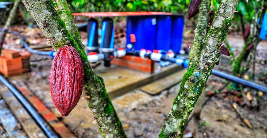 Elías Gallardo y Ana Mahuanca: Un ejemplo de esfuerzo y éxito en el cultivo de cacao Junín Devida Perú