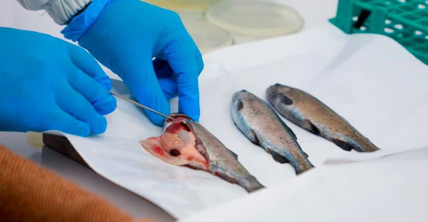 Sanipes publica la lista de enfermedades infecciosas y especies susceptibles de los recursos hidrobiológicos