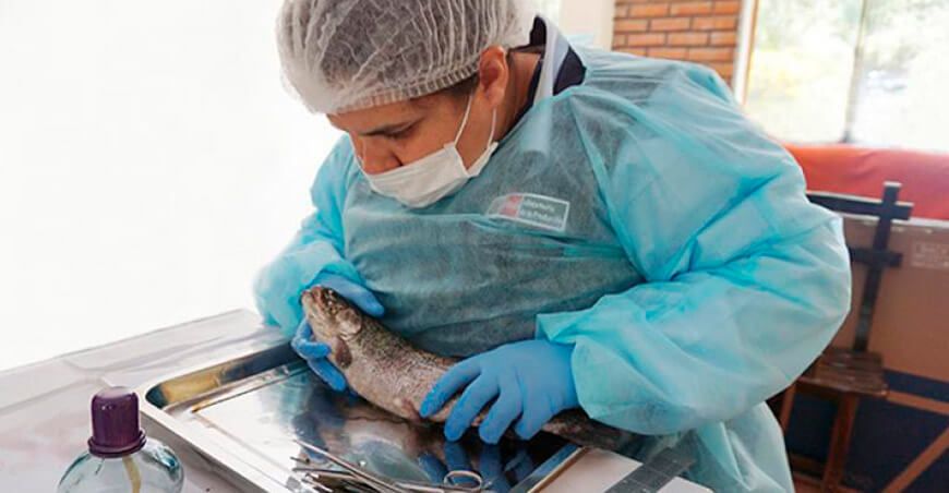 Sanipes publica la lista de enfermedades infecciosas y especies susceptibles de los recursos hidrobiológicos