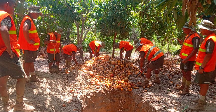 Senasa, autoridades y productores unen esfuerzos para controlar la mosca de la fruta Piura Perú