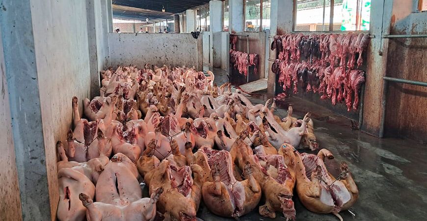 Senasa intervino matadero clandestino en el distrito Sapallanga Junín Perú