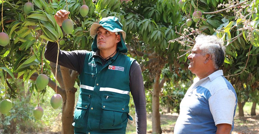 Control de la mosca de la fruta cultivo mango productores de Lambayeque Senasa Perú