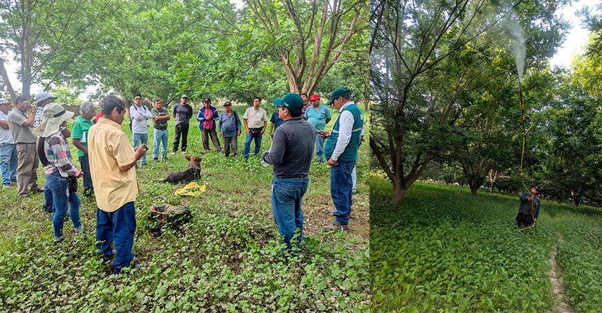 Senasa y productores de pecanas implementan control de plaga de pulgón amarillo Ica Perú