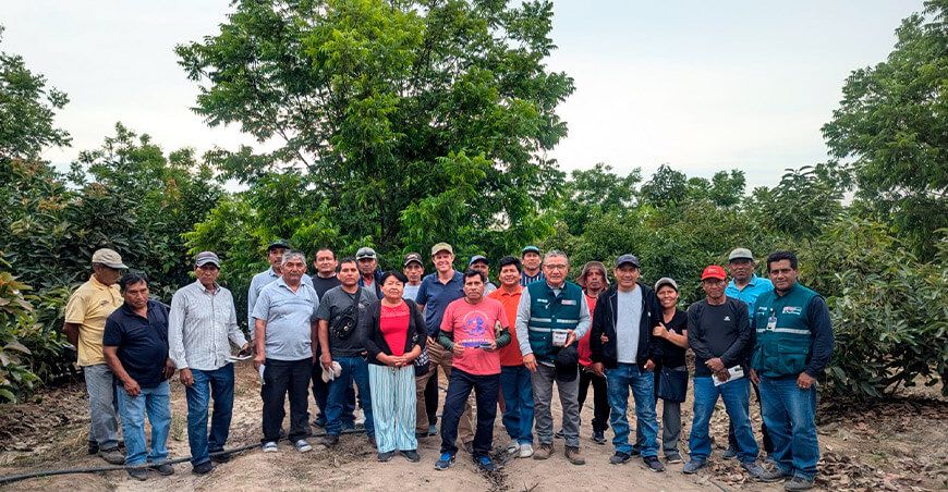 Senasa y productores de pecanas implementan control de plaga de pulgón amarillo Ica Perú