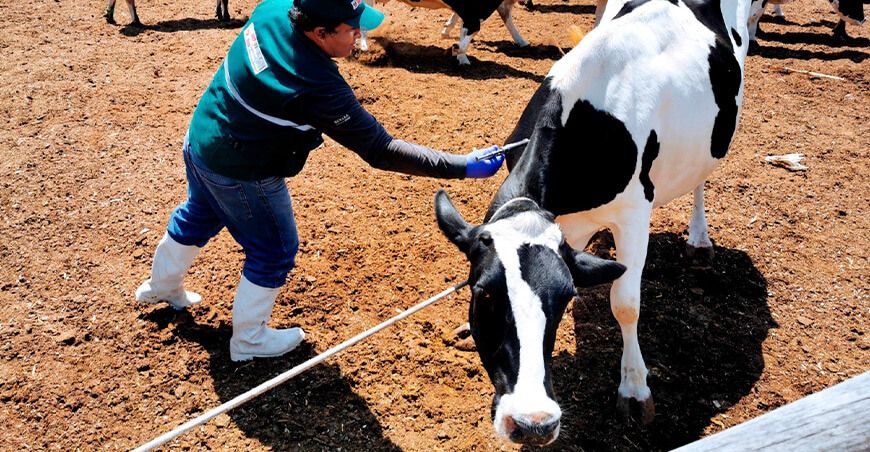 Senasa inicia vacunación ganado bovino ántrax Perú