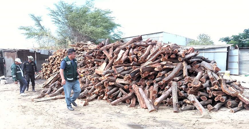 Serfor decomisó 3500 unidades de leña de algarrobo de procedencia ilegal en Piura Perú