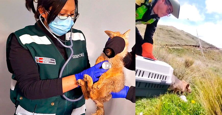 Ejemplar de zorro andino rehabilitado por Serfor vuelve a la naturaleza Serfor Perú