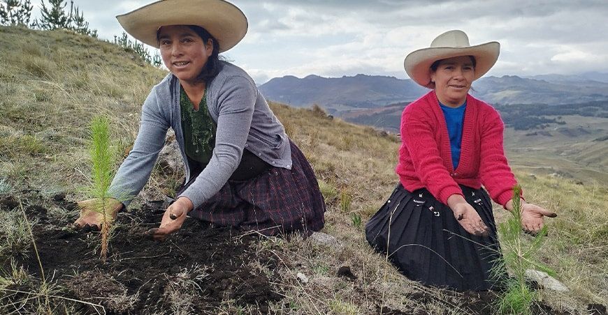 Serfor instalará plantones forestales de pino Perú