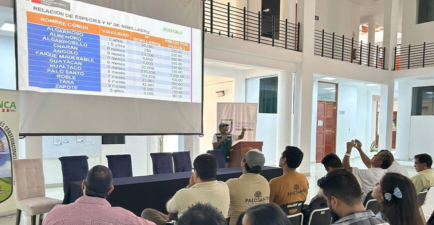 Serfor fomenta la recolección de semillas de especies forestales nativas en Piura Perú