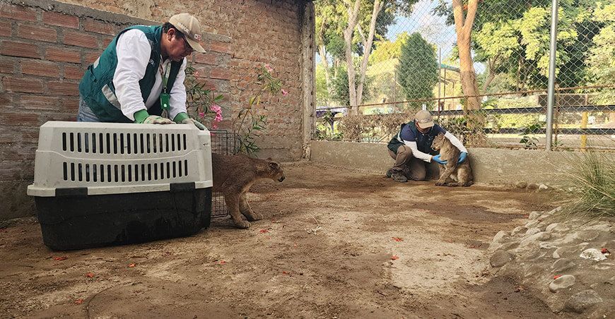 Serfor rescató dos cachorros de puma andino en Chavincha Ayacucho Perú