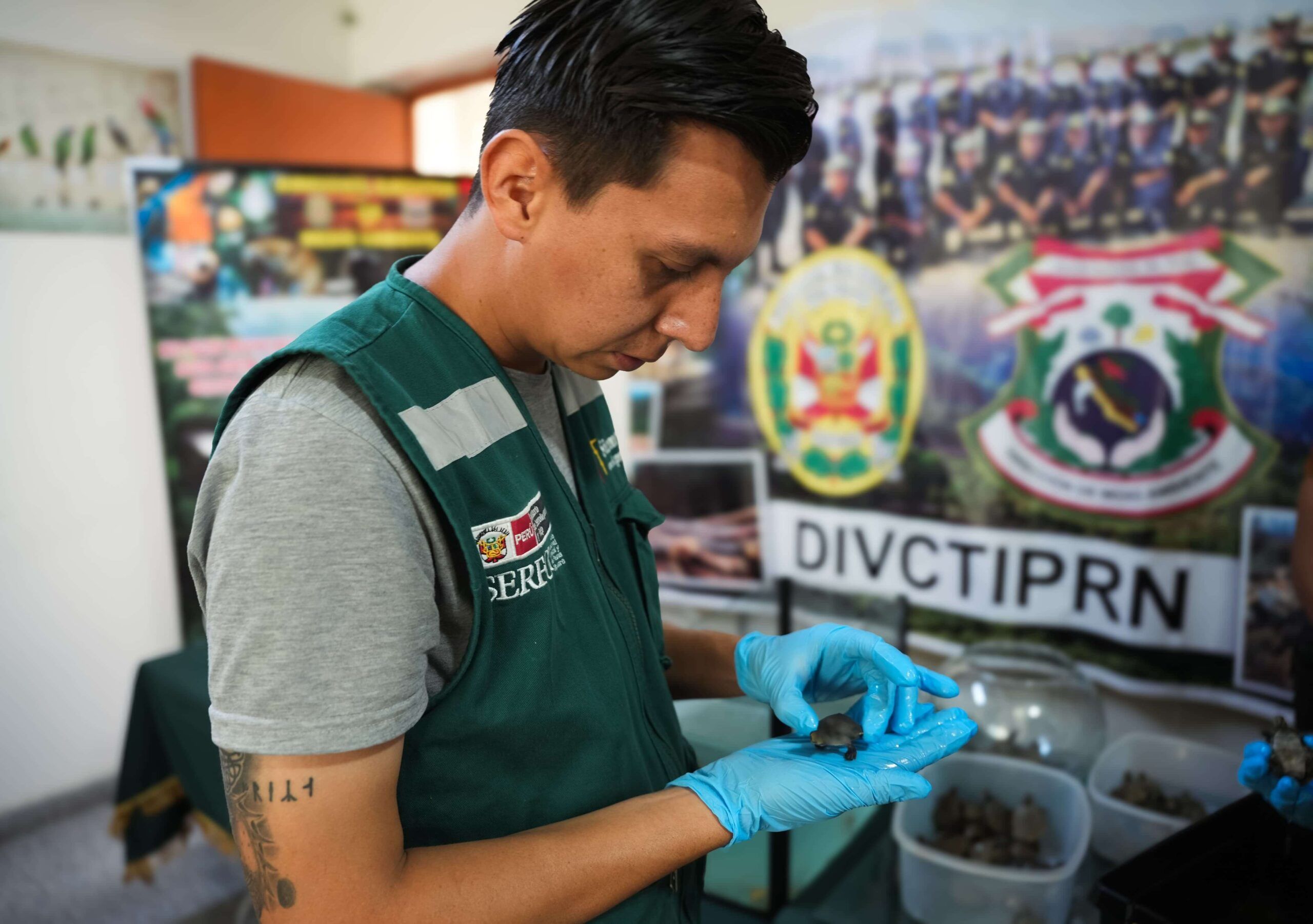 Serfor rescata tortugas taricayas de tráfico ilegal en Lima Perú