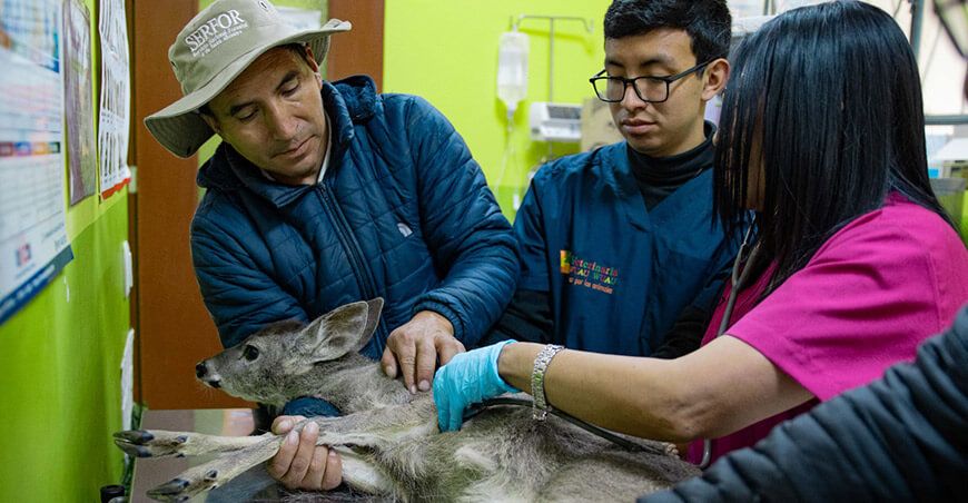 Serfor rescata venado de cola blanca encontrado por los vecinos en las calles de Huarás Ancash Perú