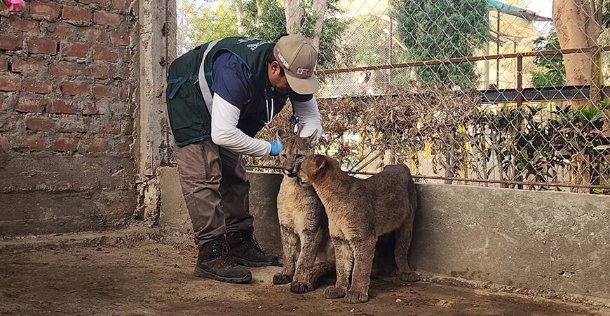 Serfor rescató dos cachorros de puma andino en Chavincha Ayacucho Perú