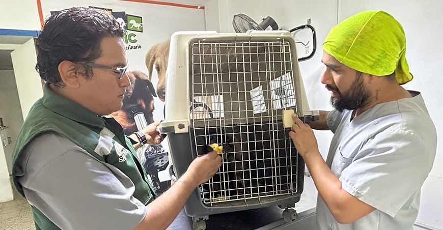 Serfor rescató a mono choro en urbanización de Piura Perú