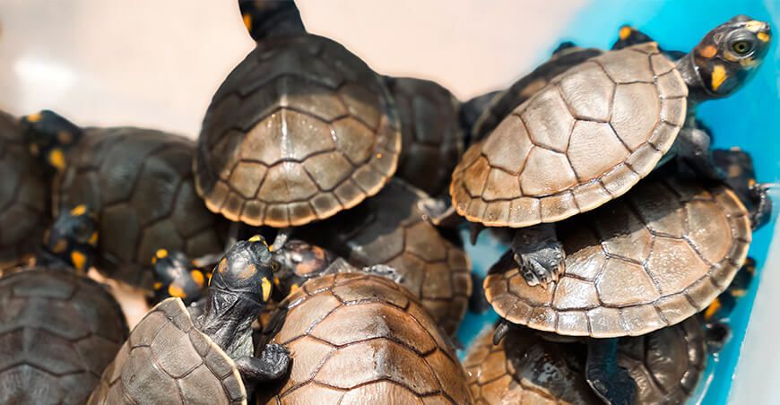 Serfor rescata tortugas taricayas de tráfico ilegal en Lima