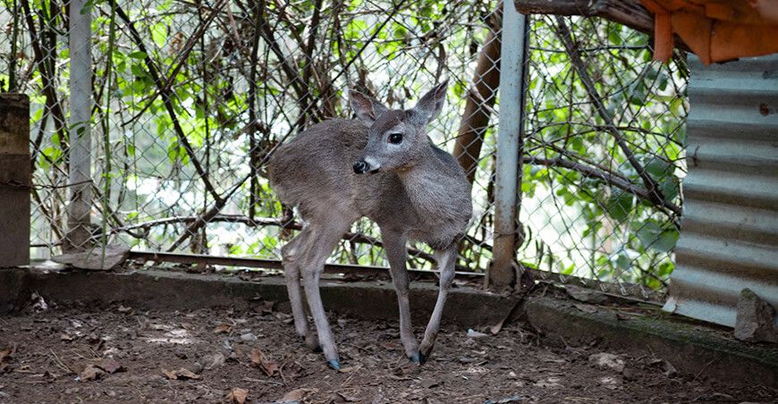 Serfor rescata venado de cola blanca encontrado por los vecinos en las calles de Huarás Ancash Perú
